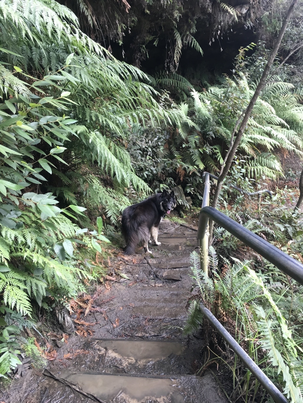 Rainforest adventures
