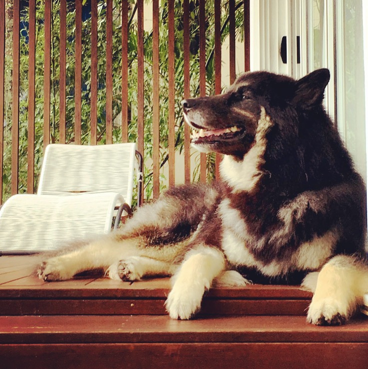 Watson resting happily on a sunny timber deck on holiday