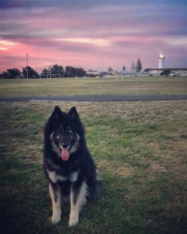 Watson exercising on a large oval during a long Australian road trip