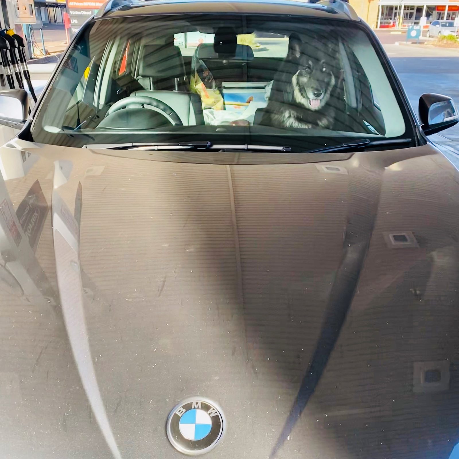 Watson sitting in the passenger seat of a BMW X1 during an Australian road trip