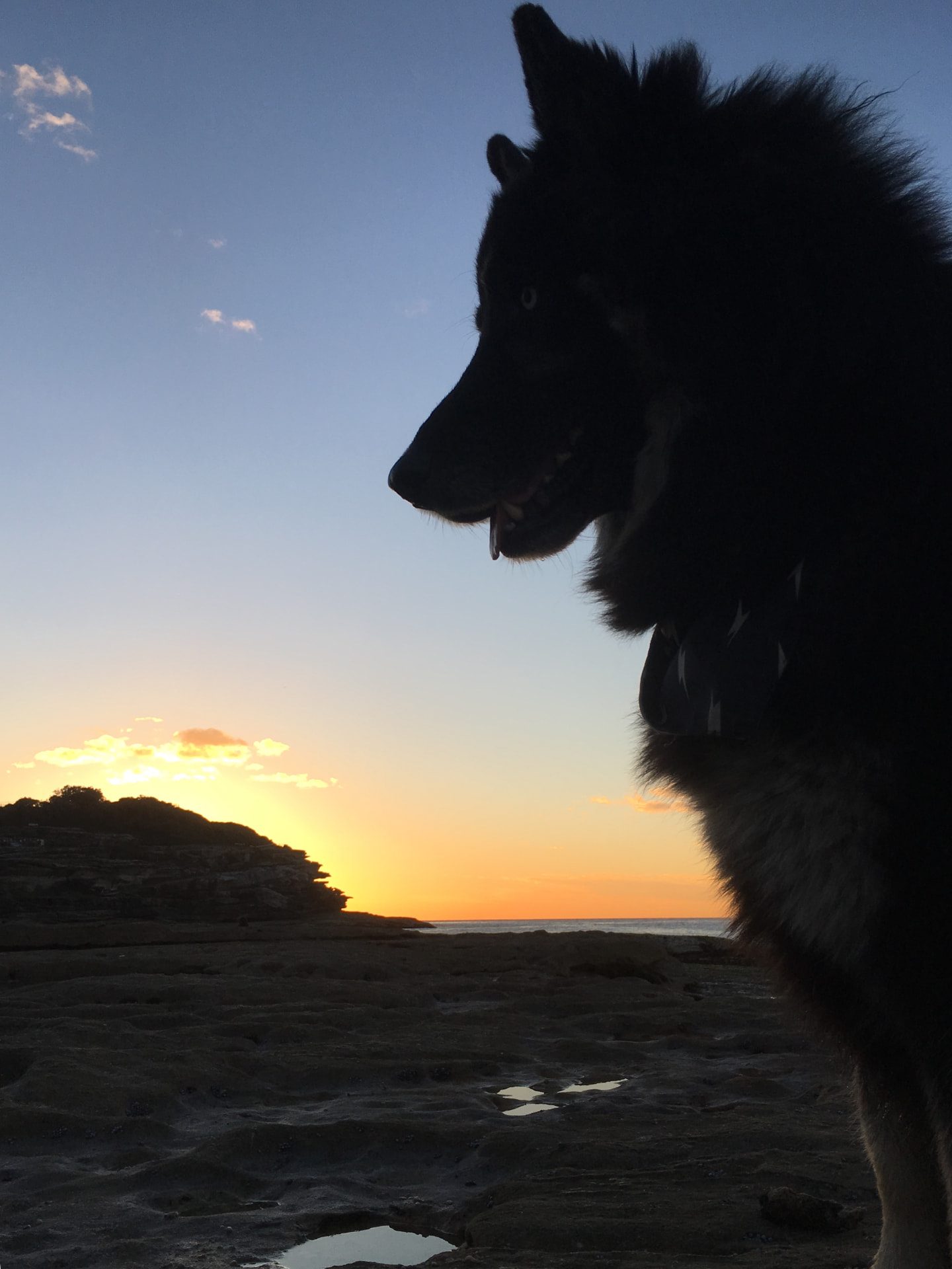 Watson resting on an Australian beach at sunset during our travels together