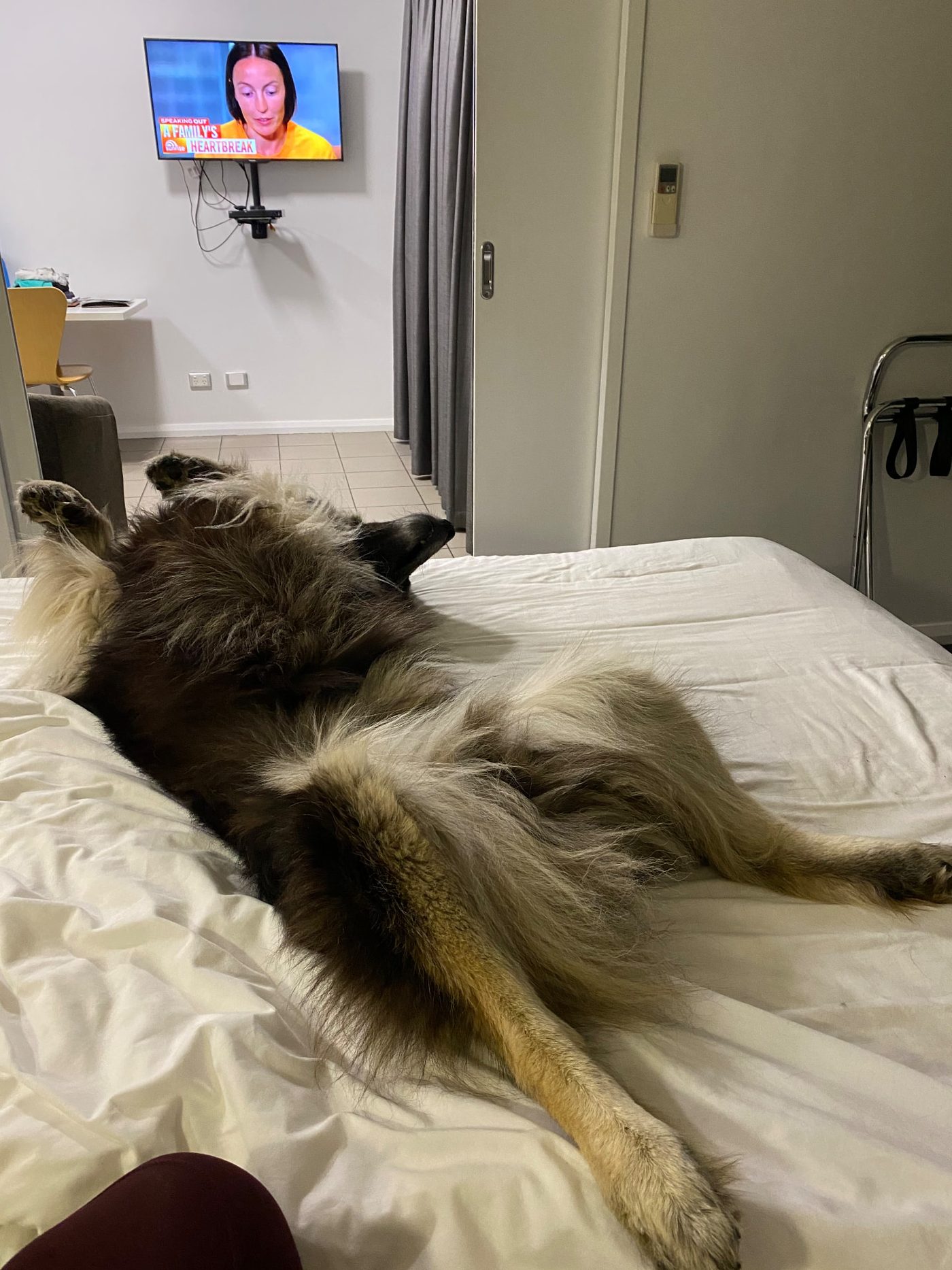 Watson relaxing on a bed during a dog-friendly Australian road trip stay