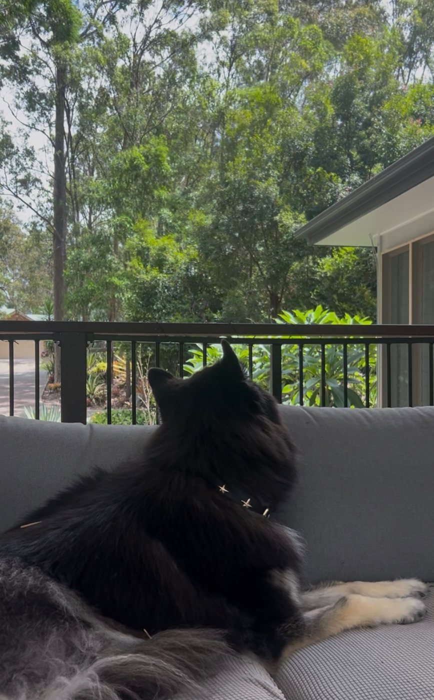 Watson wearing his black and gold Coastal Cubs Starfish dog collar in Australia